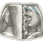 Transplante de Organos